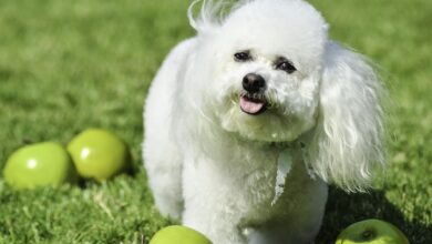 Dürfen Hunde Äpfel essen? Sind Äpfel für Hunde sicher? [Bildinhalt mit KI erstellt]