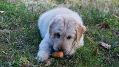 Können Hunde Karotten essen? Sind Karotten für Hunde sicher? [Bildinhalt mit KI erstellt]