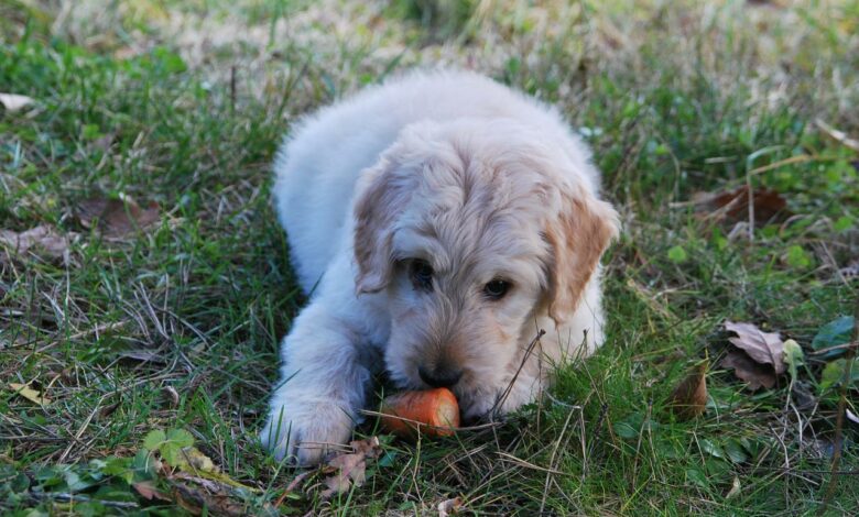 Können Hunde Karotten essen? Sind Karotten für Hunde sicher?