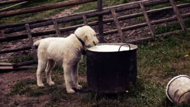 Können Hunde Milch trinken? Ist Milch für Hunde gut? [Bildinhalt mit KI erstellt]
