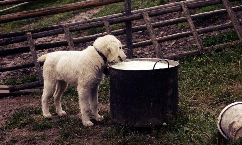 Können Hunde Milch trinken? Ist Milch für Hunde gut?