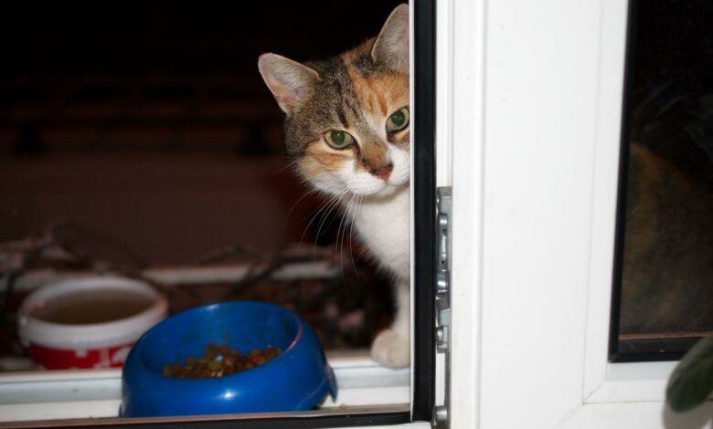 Können Katzen Bohnen essen? Sind sie gut oder schädlich?