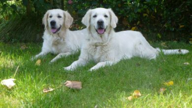 Dürfen Hunde Erdbeeren essen? Sind Erdbeeren sicher für Hunde? [Bildinhalt mit KI erstellt]