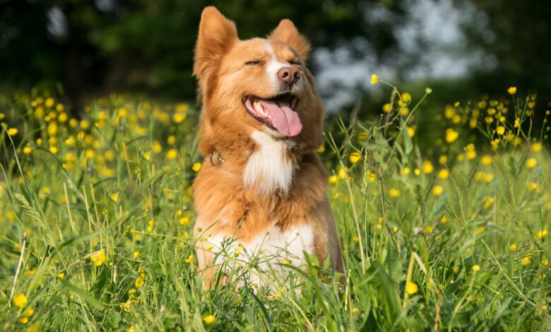 Saisonale Allergien bei Hunden und was sie dagegen tun können