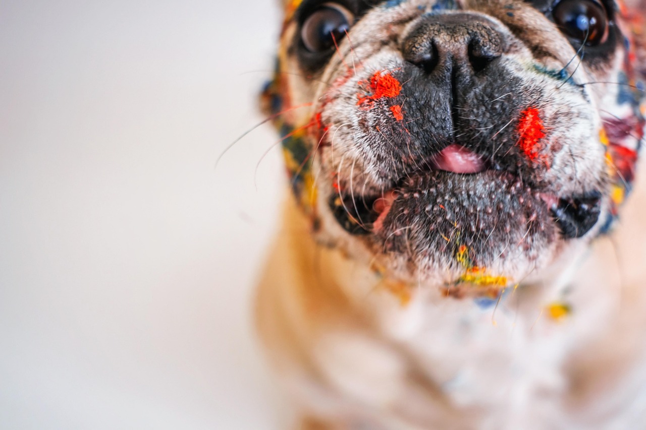 Warum pupsen französische Bulldoggen so viel? [Bildinhalt mit KI erstellt]