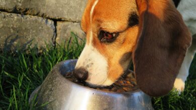 Was dürfen Hunde nicht essen? [Bildinhalt mit KI erstellt]